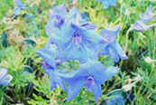 Delphinium grandiflora 'Blue Butterfly'
